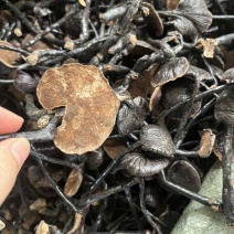正宗野生竹灵芝精品货长期批发量大价优纯野生2斤起批欢迎询价