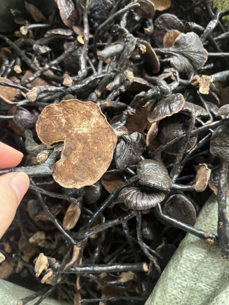 正宗野生竹灵芝精品货长期批发量大价优纯野生2斤起批欢迎询价