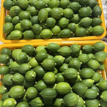 广东香水柠檬