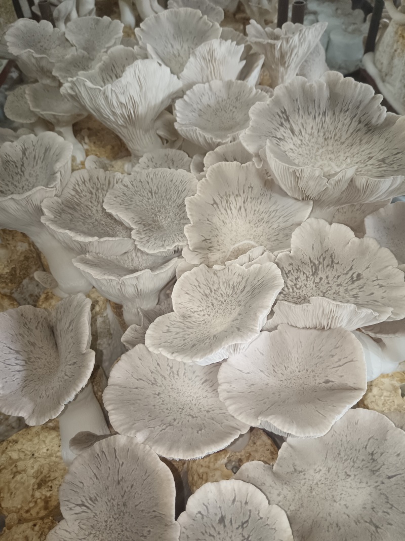 灵芝菇