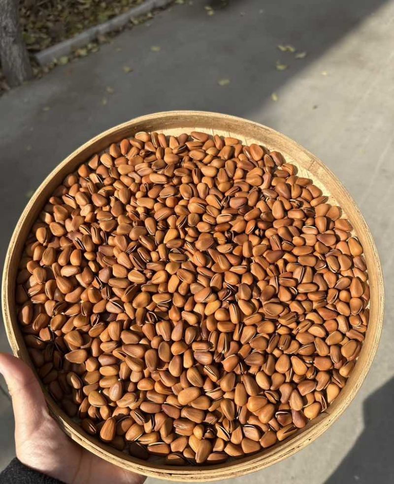 松子今年新货，香味十足，量大价优，支持电商一件代发
