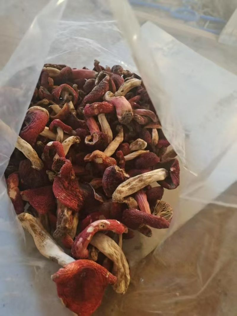 老家自己采摘➢纯野生的红菇🍄可以炖鸡汤、鸭汤、猪蹄等