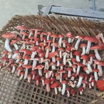 老家自己采摘➢纯野生的红菇🍄可以炖鸡汤、鸭汤、猪蹄等