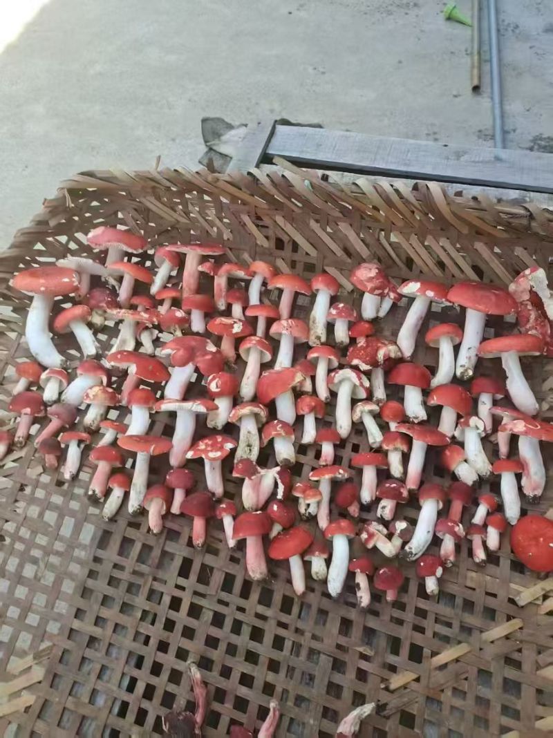 老家自己采摘➢纯野生的红菇🍄可以炖鸡汤、鸭汤、猪蹄等