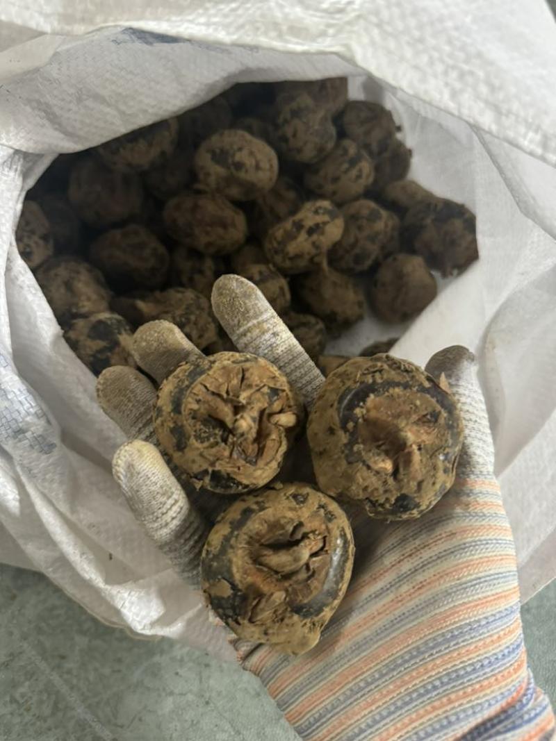 正宗荔浦马蹄地理标志产品清甜化渣产地直供中果大果价