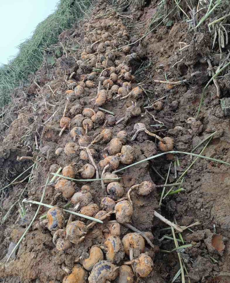正宗荔浦马蹄地理标志产品清甜化渣产地直供中果大果价