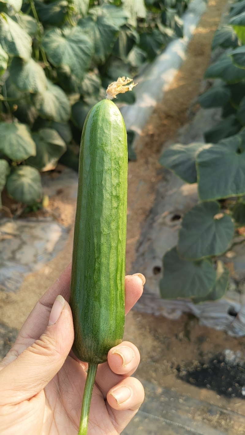 按件按斤都可以！货量足
