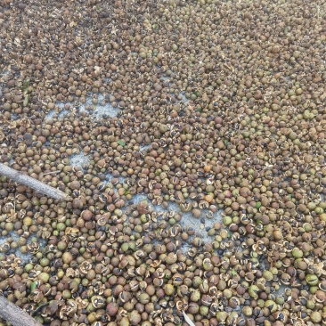 山茶油