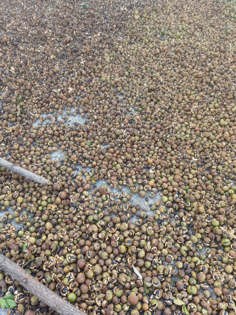 山茶油