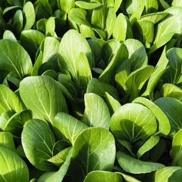 小油菜