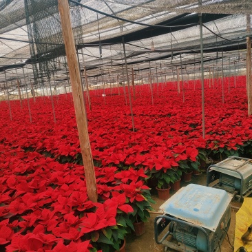 鲜花（一品红）各种规格都有货