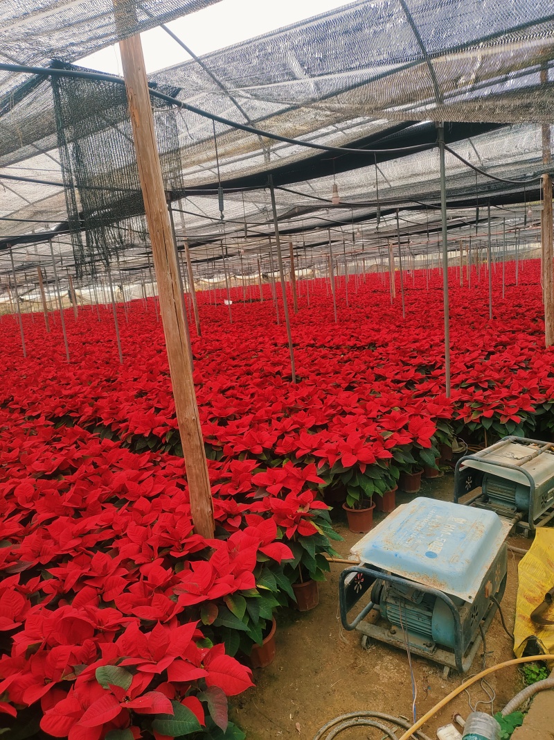 鲜花（一品红）各种规格都有货