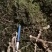 东北林下参
