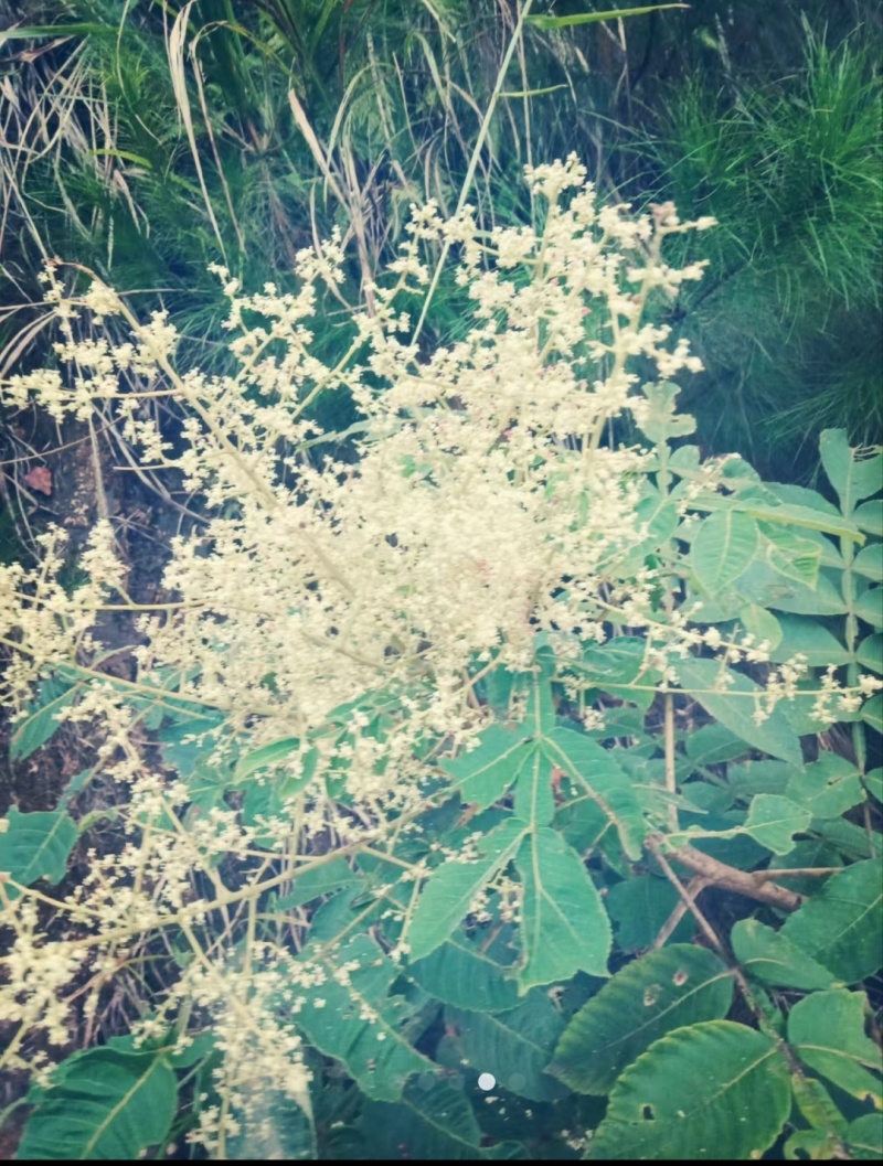 大山里正宗的土蜂蜜