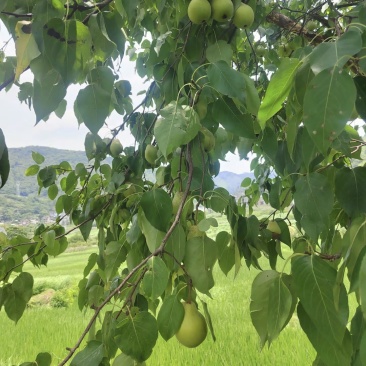 贵州蜂糖李