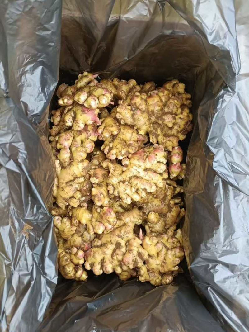 二黄姜出售，接近尾声了还有40多亩，市场精品，