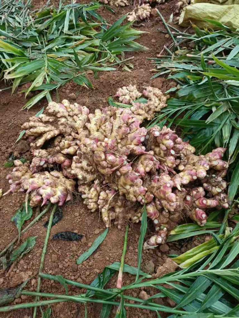 二黄姜出售，接近尾声了还有40多亩，市场精品，