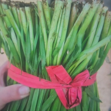 大棚韭菜