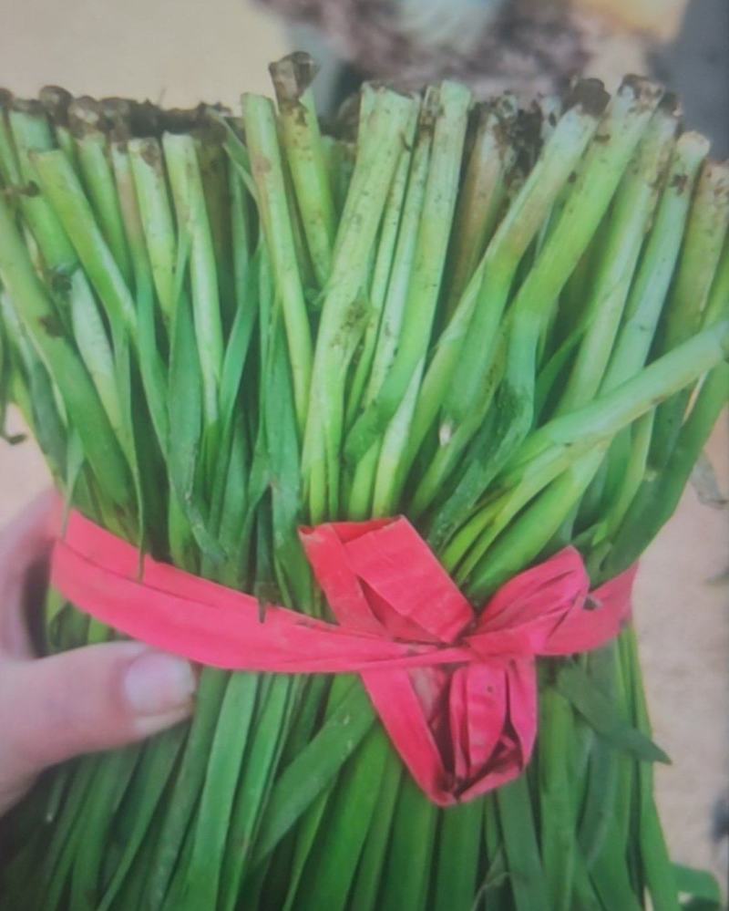 大棚韭菜