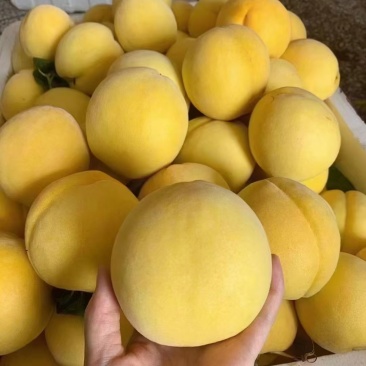 炎陵锦绣黄桃