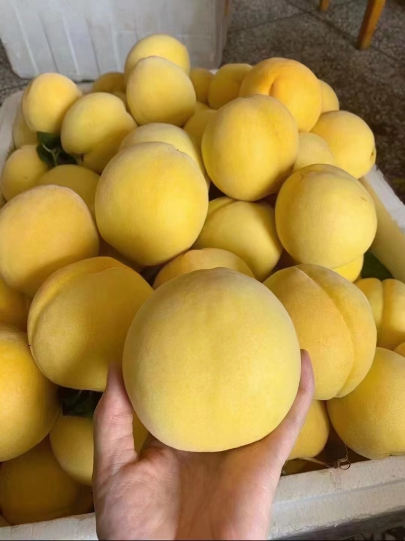 炎陵锦绣黄桃