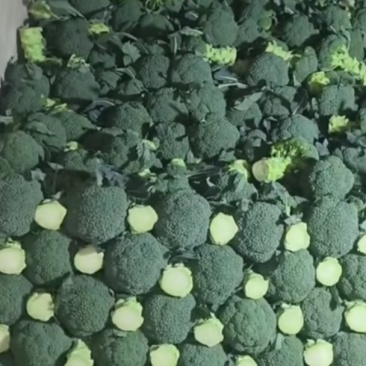 云南玉溪自产自销西兰花青花蔬菜