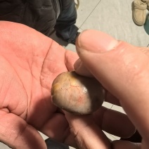 鹅宝，坐标青岛。需要联系