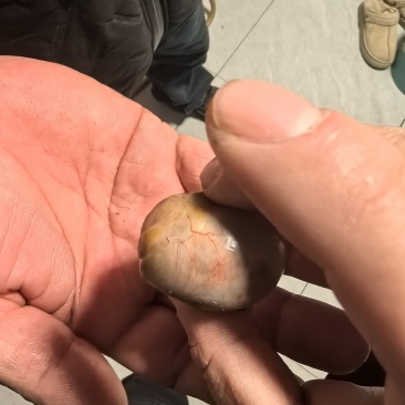 鹅宝，坐标青岛。需要联系