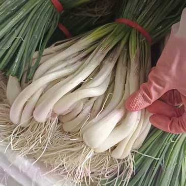 藠头