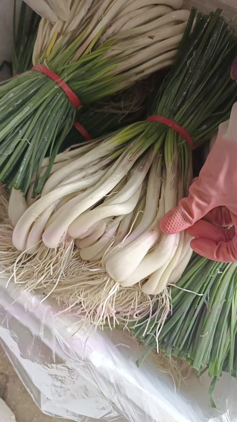 藠头
