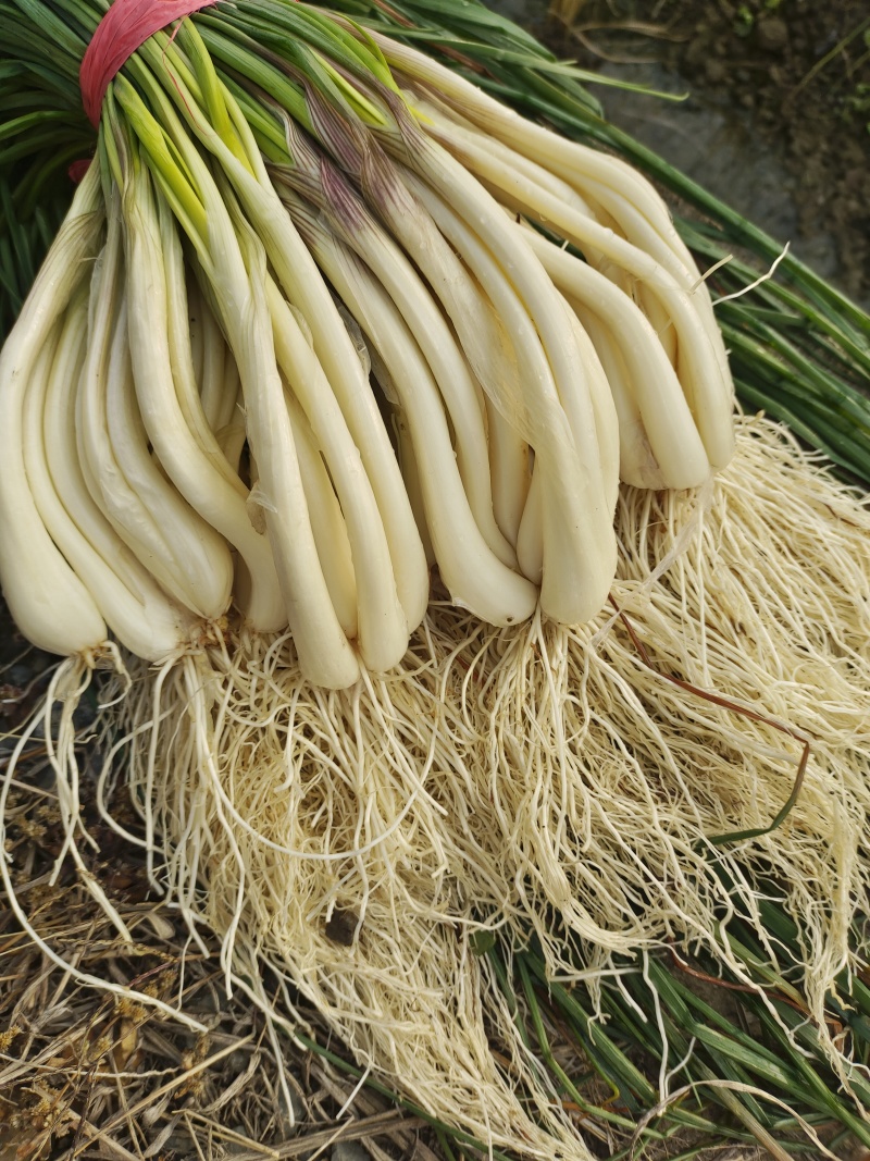 藠头