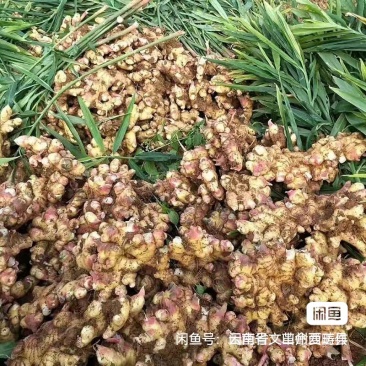 云南小黄姜