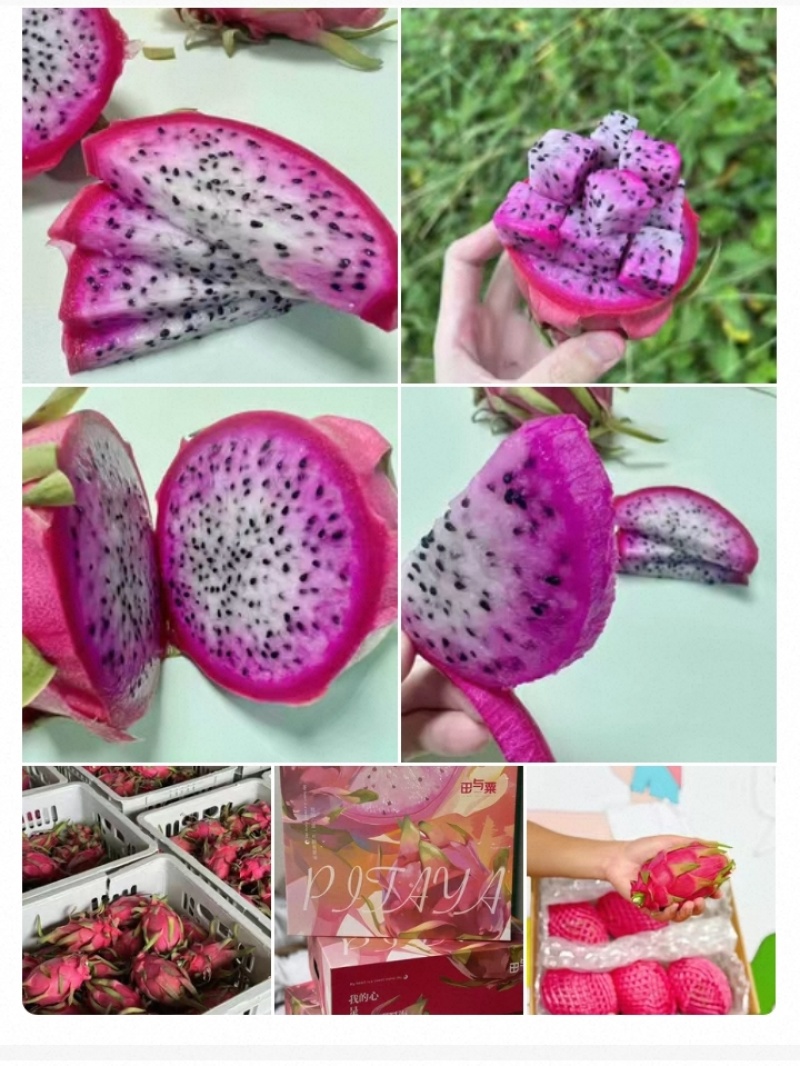冰淇淋双色火龙果