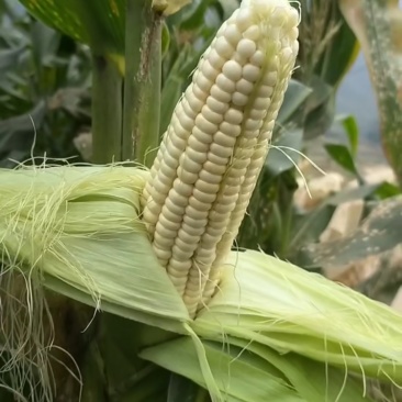 万糯玉米