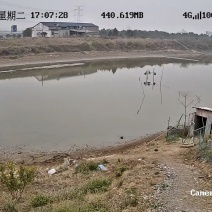 出售0.45至0.5斤花鲢鱼苗