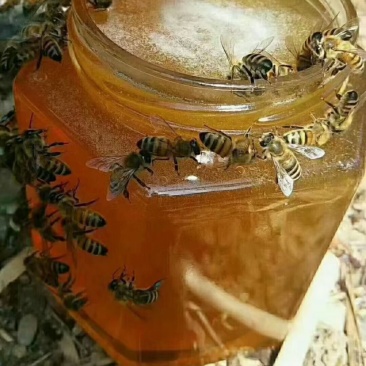 农家土蜂蜜