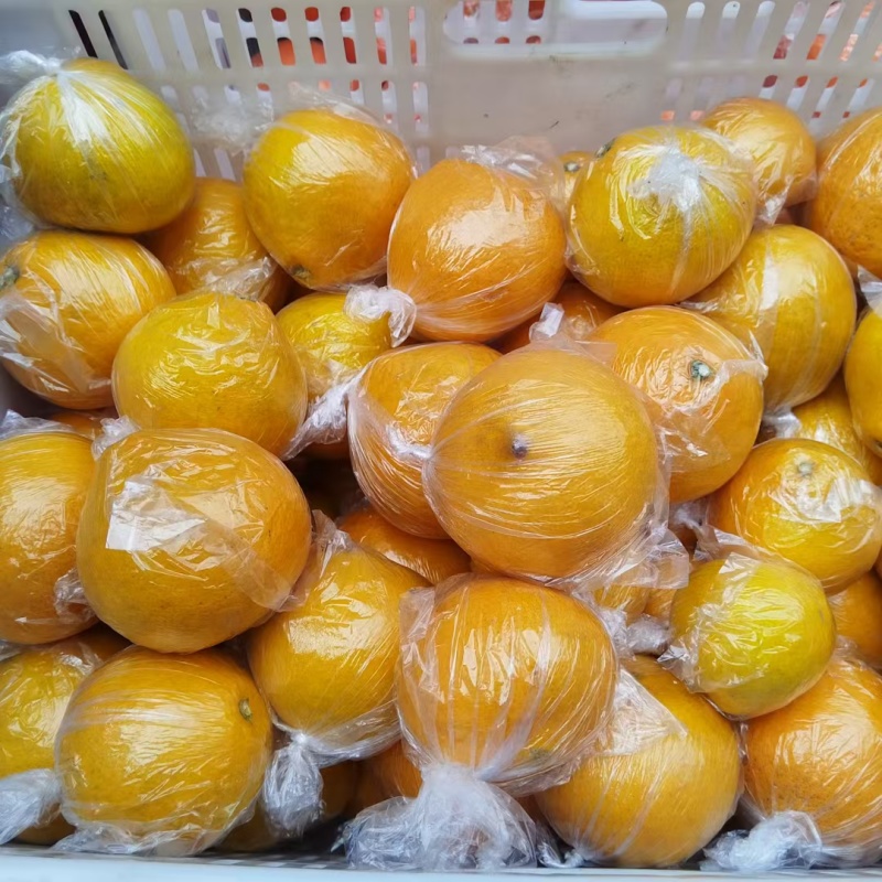 阳光一号桔柚