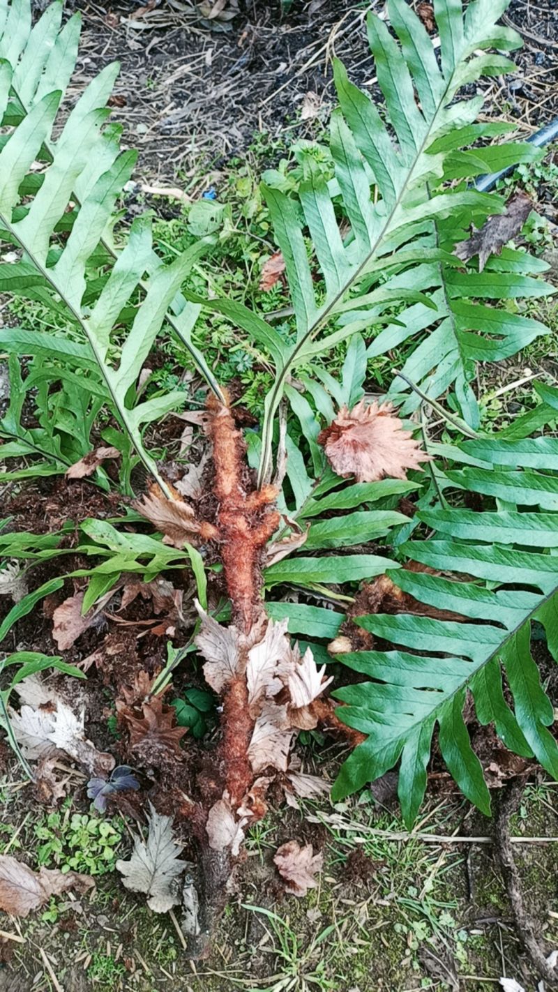 百部