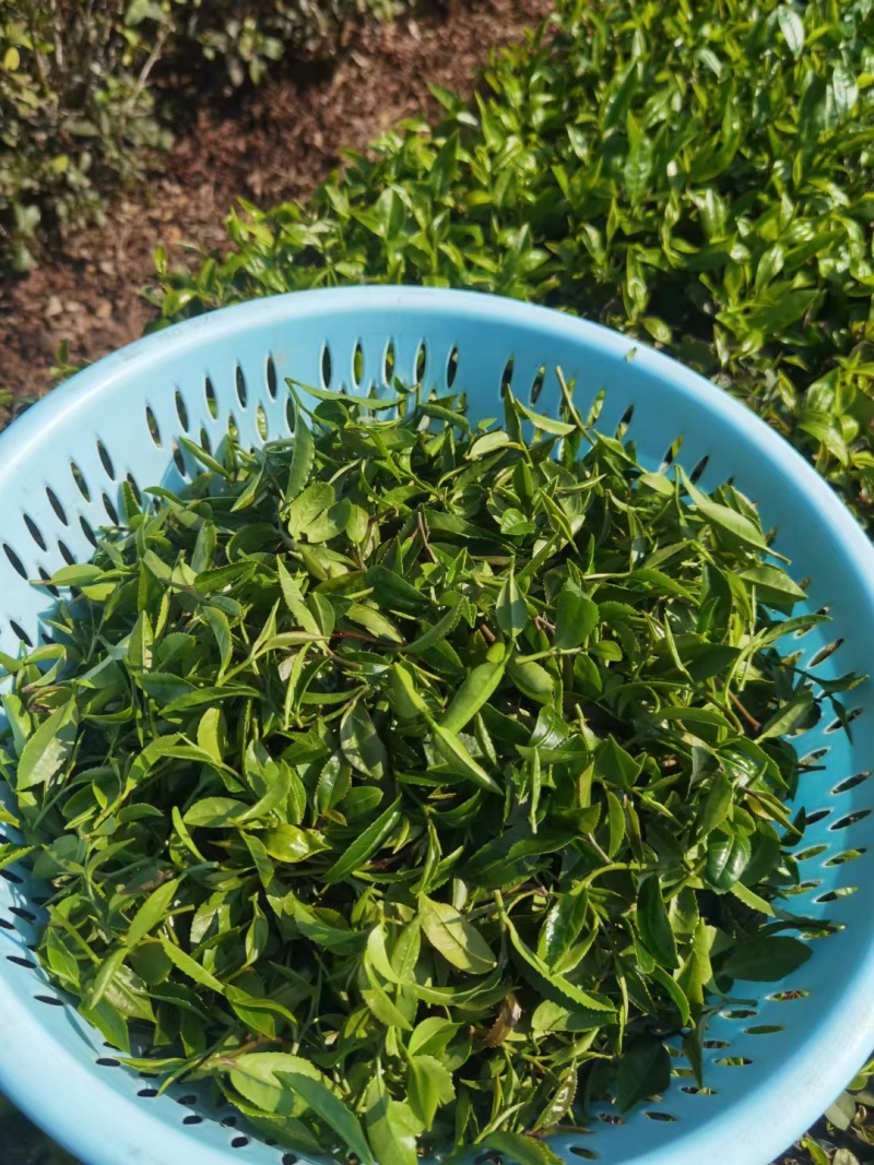 柏塘山茶