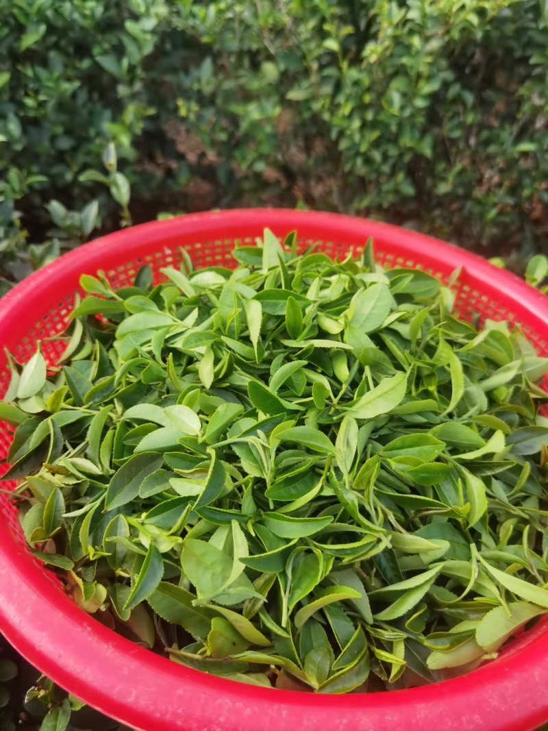 柏塘山茶