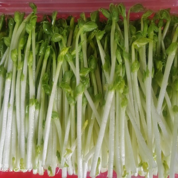 全部割好泡沫箱打包装