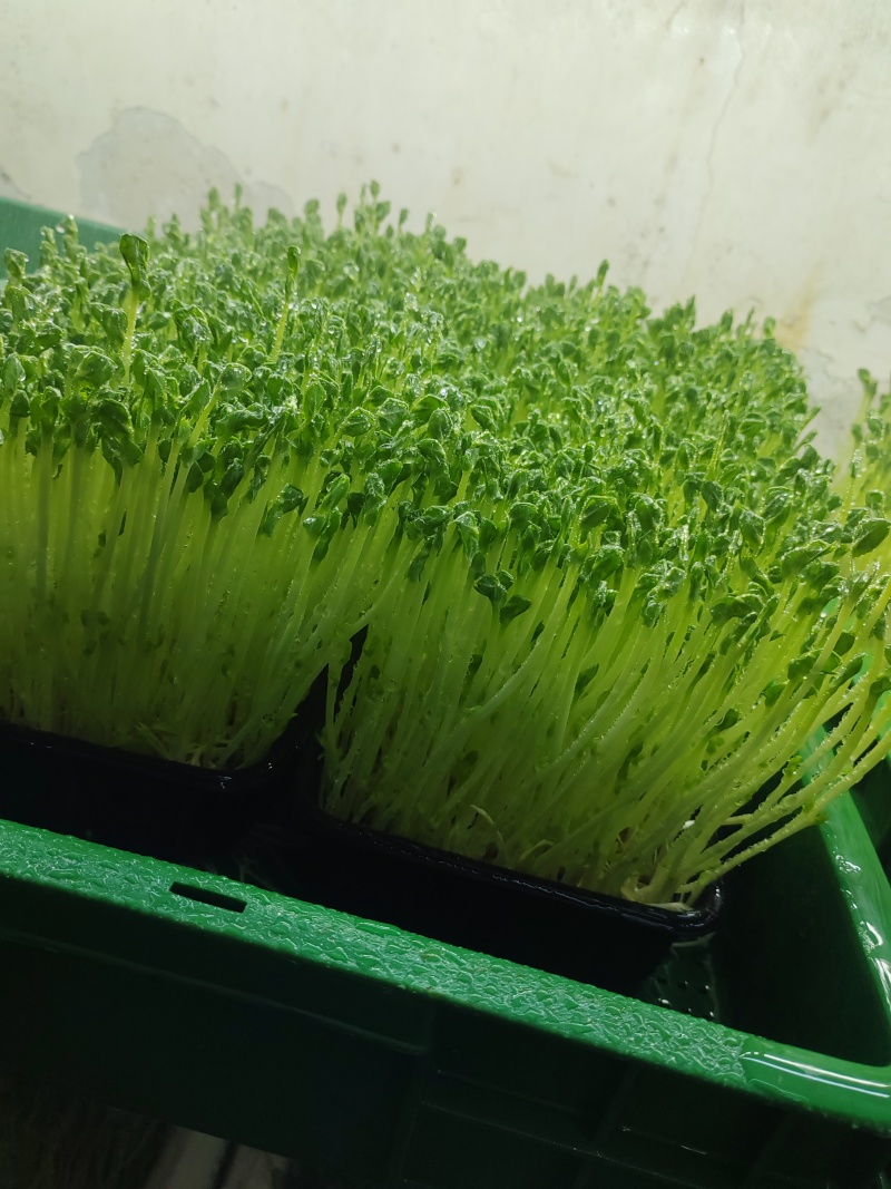 全部割好泡沫箱打包装