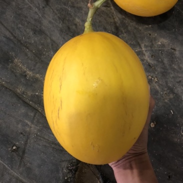 金镶玉