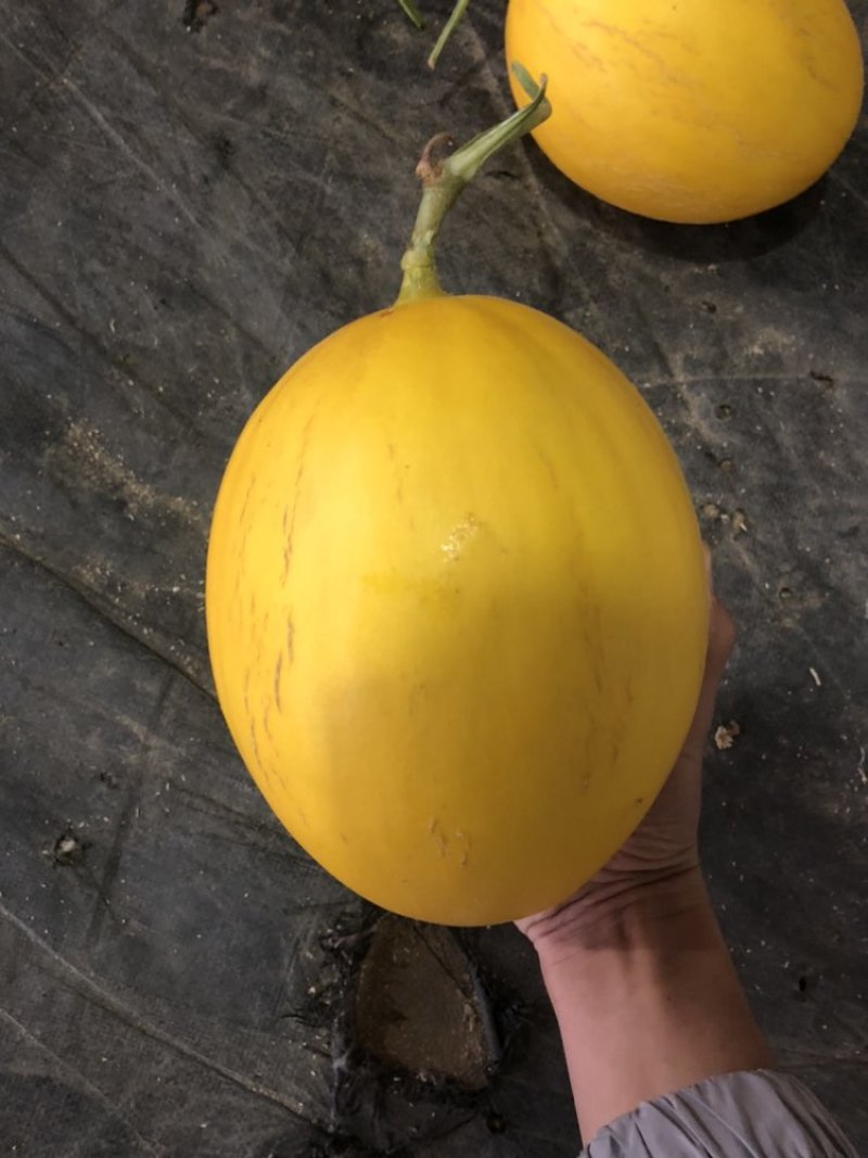 金镶玉