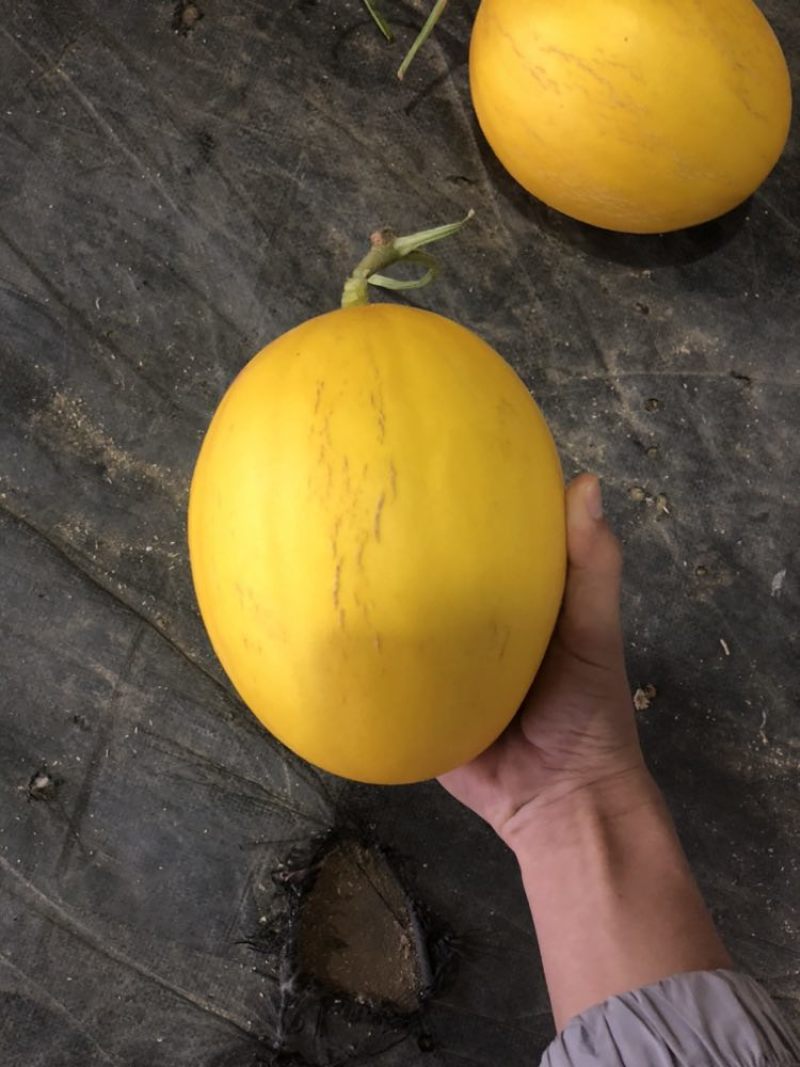 金镶玉