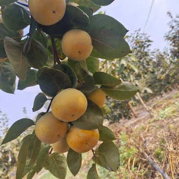 太秋甜柿干