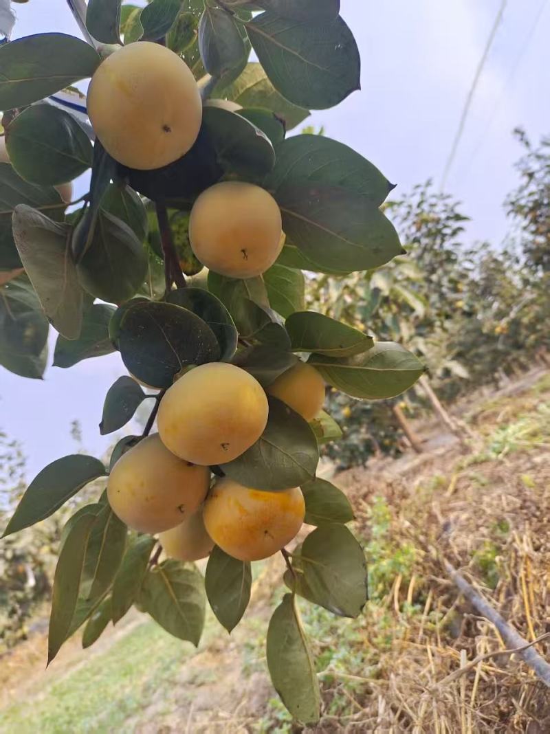 太秋甜柿干