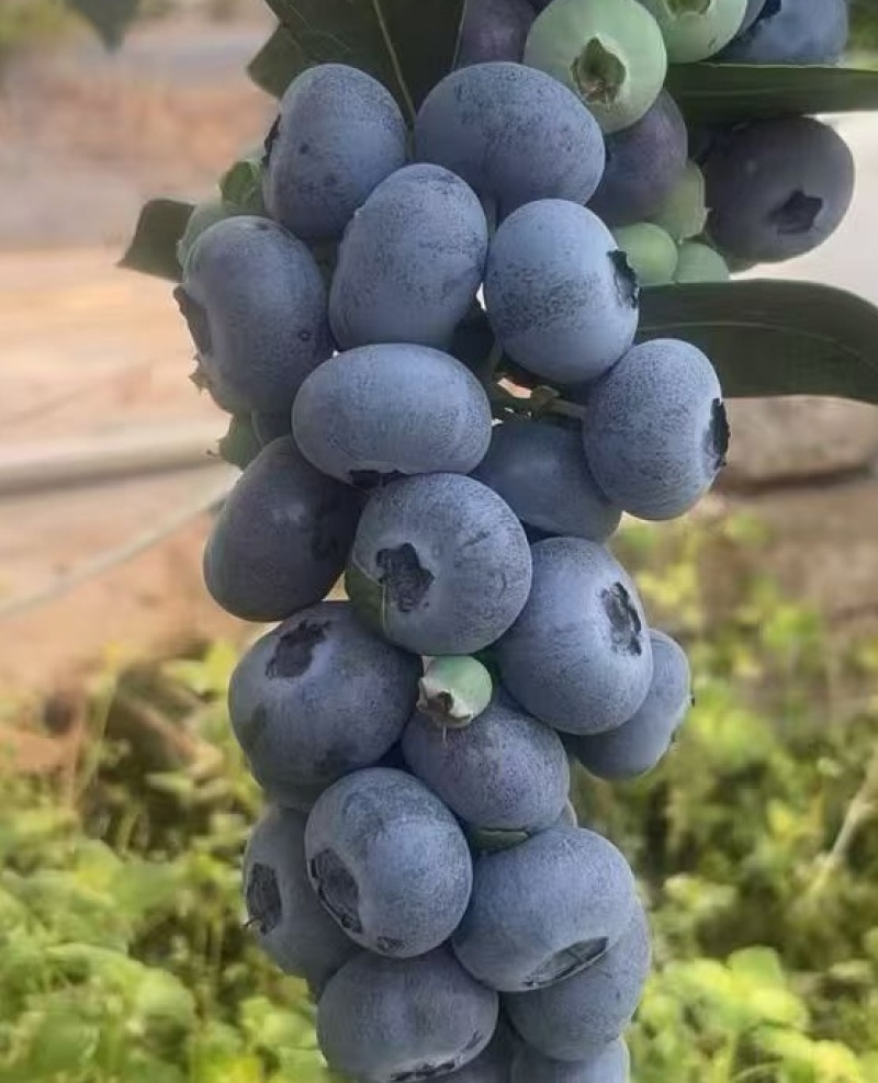山东蓝莓、
