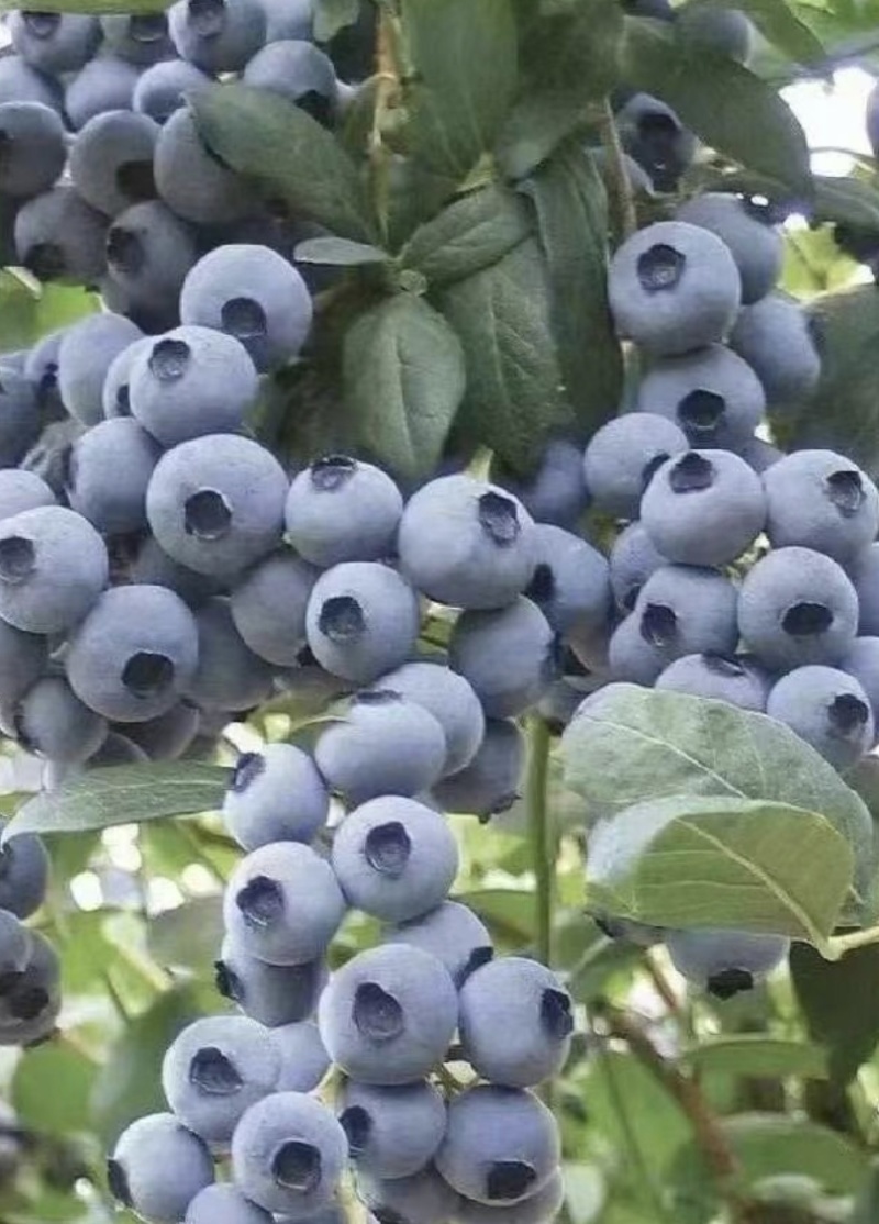 山东蓝莓、
