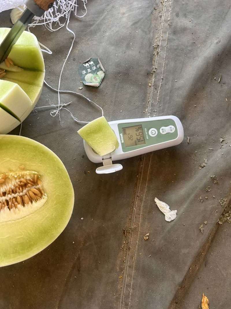 玉菇奶香蜜糖度